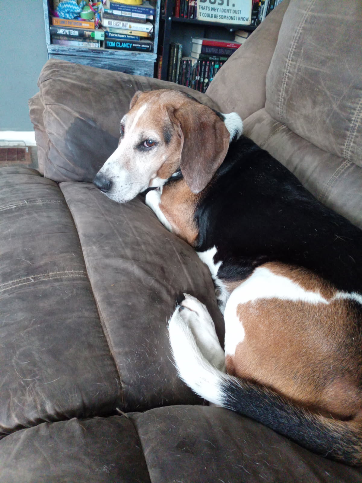 Another Customer's Dog
