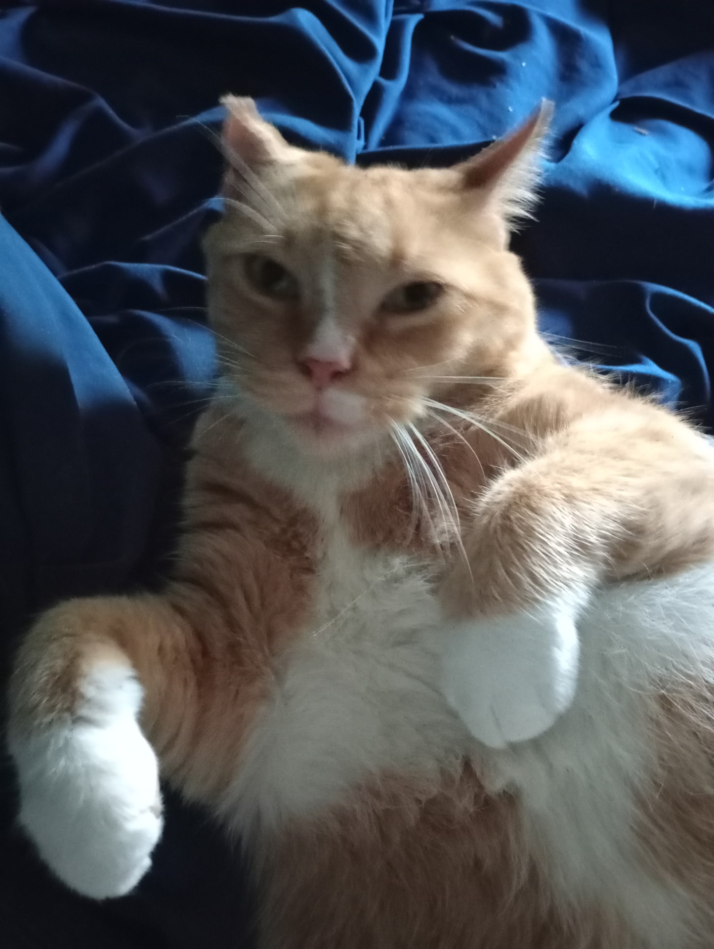 My Cat